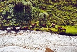f264.jpg