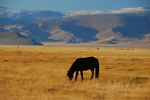 Mongolsko