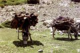 img050.jpg