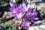 image0015.jpg