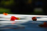 dsc_4921.jpg