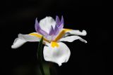 dsc_4501.jpg