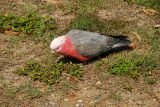 dsc_4585.jpg