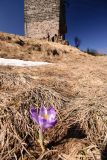 krokus a trafostanice